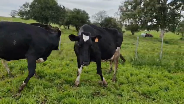 Lote 2 Vaca 600kg - , San José