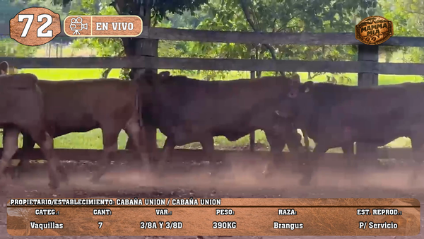 Lote LOTE 72 -EN VIVO