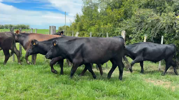 Lote NOVILLOS 1 a 2 AÑOS