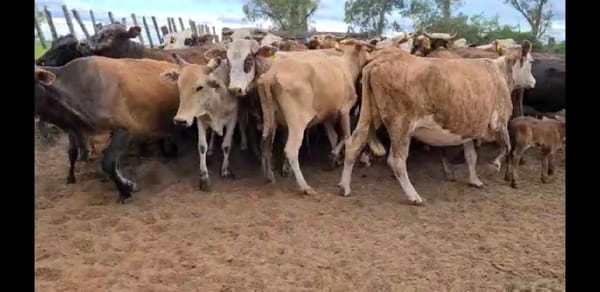 Lote 39 Vacas en Esquina, Corrientes