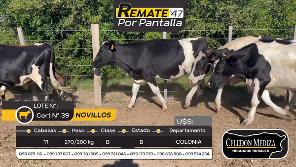 Lote 11 Novillos Holando en Otra Localidad, Colonia