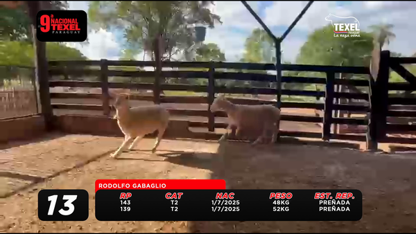 Lote LOTE 13