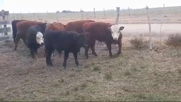 Lote (Vendido)7 Terneros CRUZAS 190kg -  en LA LAGUNA