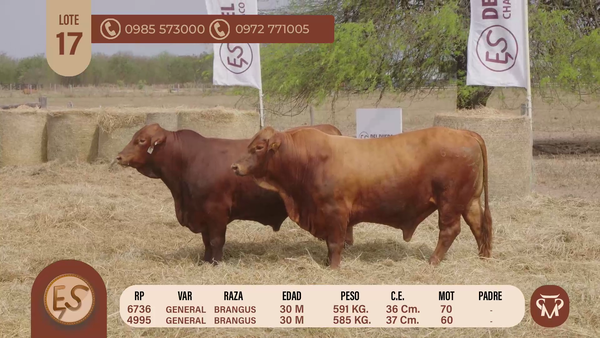 Lote TOROS BRANGUS 30 MESES