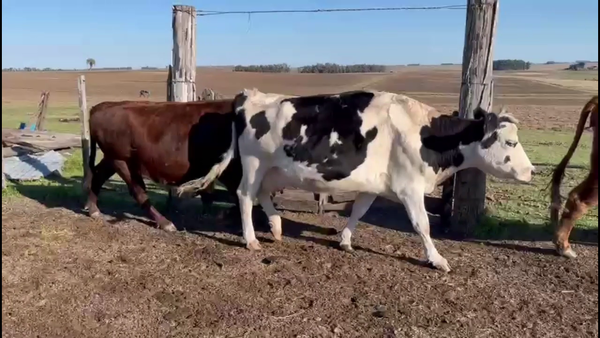 Lote VACAS DE INVERNADA