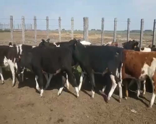 Lote 25 Terneros HOLANDO Y CRUZAS 180kg - , San José