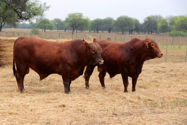 Lote TOROS