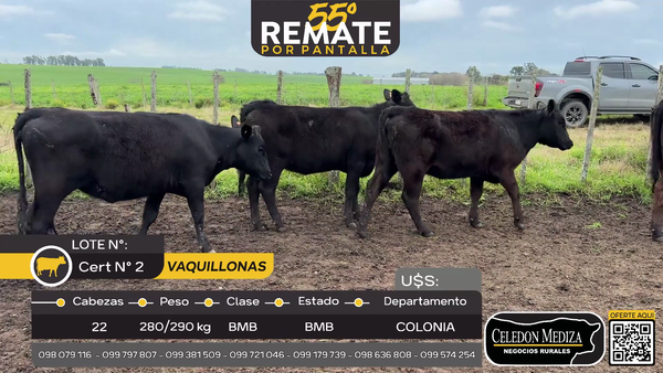 Lote 22 Vaquillonas  en ruta 22 a 7 km de Tarariras, Colonia