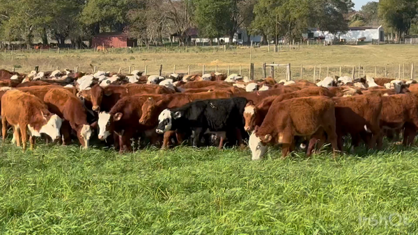 Lote 240 Terneros en Corrientes, Bella Vista
