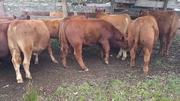 Lote 55 Ternero en Panguipulli, XIV Región Los Ríos