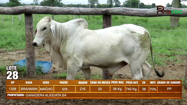 Lote TORO BRAHMAN - GANADERA ALIGUATA SA