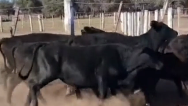 Lote 89 Vaquillonas en Salta, Tolloche