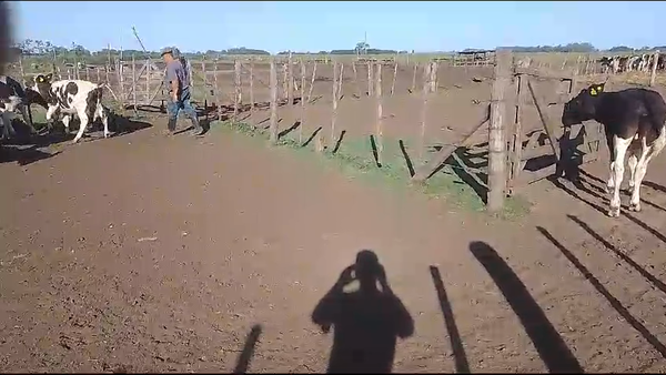 Lote 80 Terneros en Lincoln, Buenos Aires