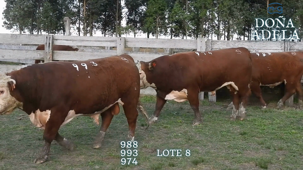 Lote TOROS POLLED HEREFORD