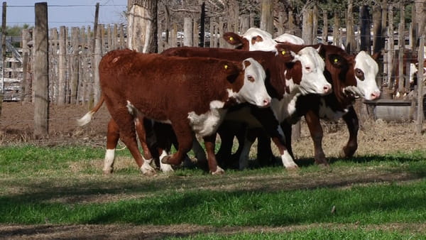 Lote VAQUILLONAS C/ SERVICIO BRAFORD CABAÑA LOS ALGARROBOS