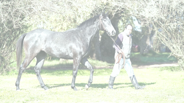 Lote MARENAS (A DIFFERENT STYLE - CHILA)