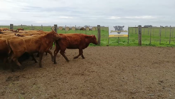 Lote 60 Terneras
