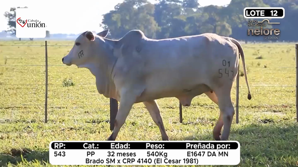 Lote Nacional Nelore Campo - Lote 12