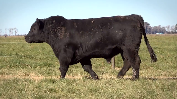 Lote Toros PP y PC a campo con DEPs