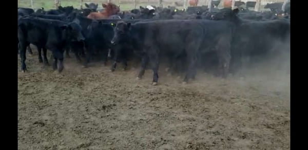 Lote 67 Terneros/as en Entre Ríos, Villaguay