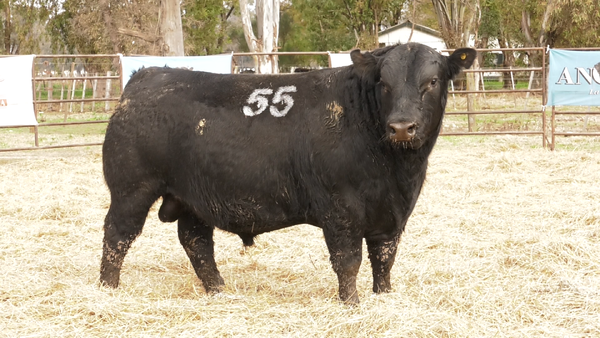Lote TOROS ANGUS NEGROS  PC