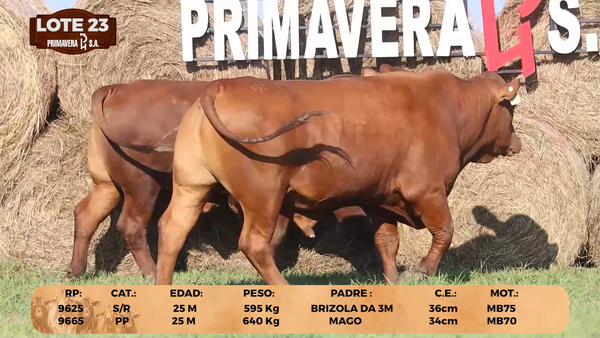 Lote LOTE 23