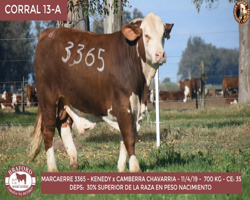 Lote Toro Braford Cabaña El Retiro