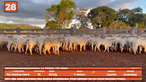 Lote LOTE 28