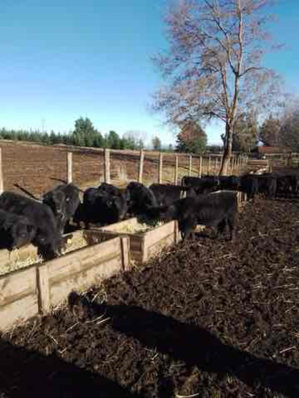 Lote 25 Ternero en Tucapel, VIII Región Biobío