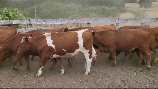 Lote 60 Novillo Engorda en Futrono, XIV Región Los Ríos