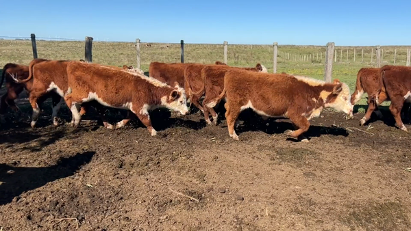 Lote 118 Terneros