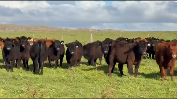 Lote 100 Vaquillonas en Buenos Aires, Azul