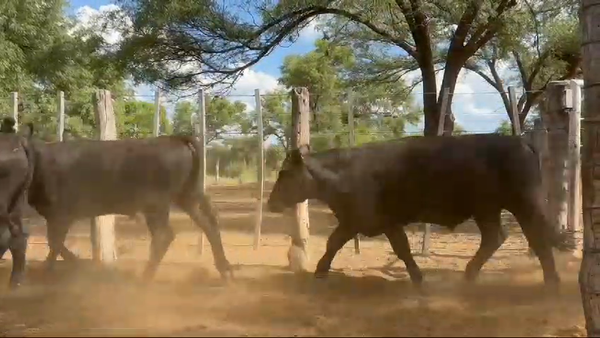 Lote 140 Novillos en Sumampa, Santiago del Estero