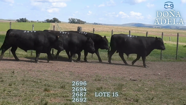 Lote TOROS ABERDEEN ANGUS