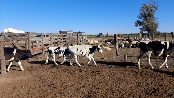 Lote 22 Terneros en Lehmann, Santa Fe