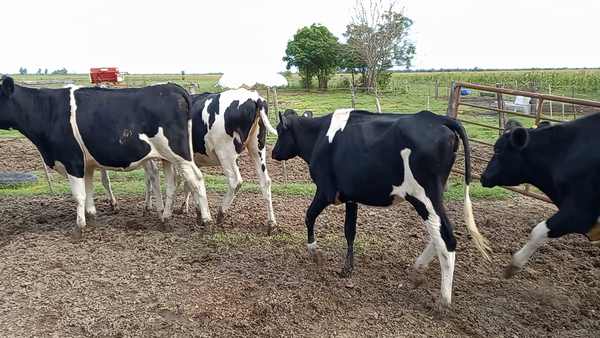 Lote Vaquillonas para entorar- Carina Redigonda