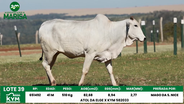 Lote Lote 39