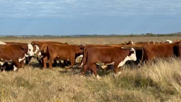 Lote 150 Novillitos
