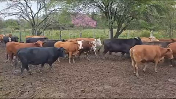 Lote 350 Vacas medio uso C/ cria en Pirané, Formosa