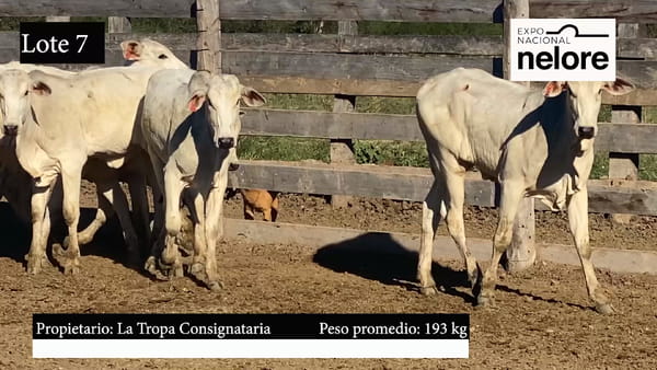 Lote Expo Nacional Terneras - Lote 07