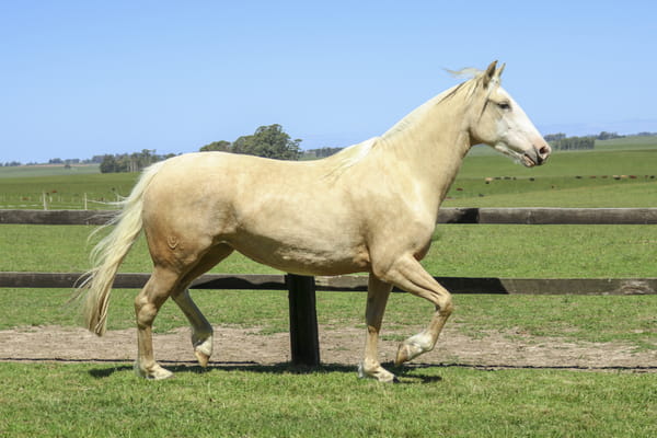 Lote DAMA DIABLA DE LOS CARDOS