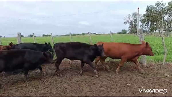 Lote 70 Terneras
