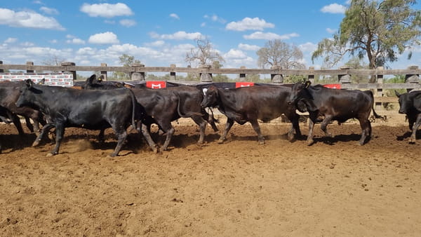 Lote Vaquillas Preñadas CBO 0