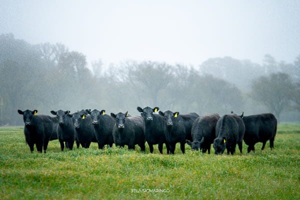 Lote VAQUILLONAS ANGUS NEGRAS  PC C/GTÍA DE PREÑEZ