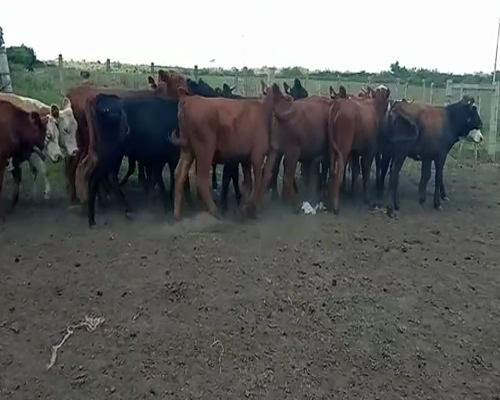 Lote (Vendido)21 Vaquillonas 1 a 2 años ANGUS HEREFORD Y LIMUSIN 250kg -  en CAMINO DE LA COSTA