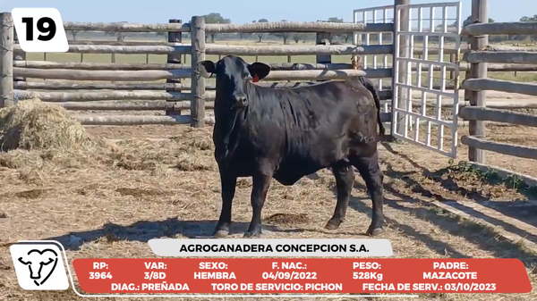 Lote LOTE 19