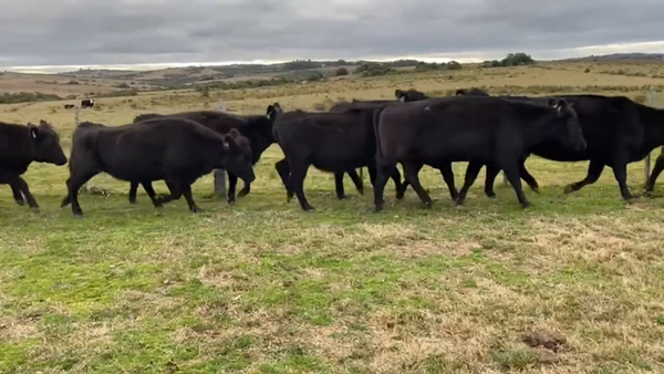 Lote Vacas de Invernada