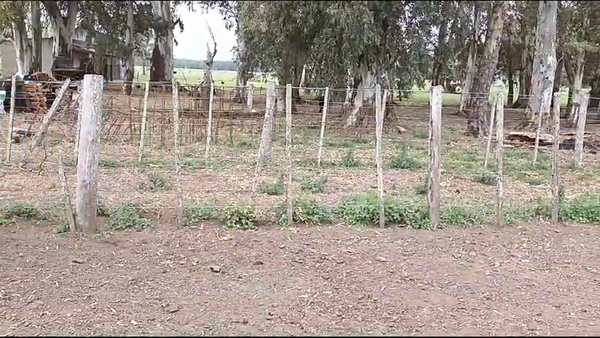 Lote 25 Vacas nuevas en Las Flores, Buenos Aires