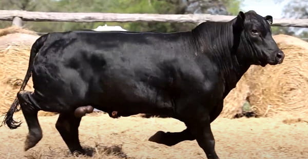 Lote TOROS DE 2 AÑOS