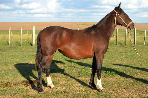 Lote CATANDUVA GARÚA